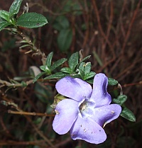 purple flower