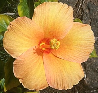 Hibiscus